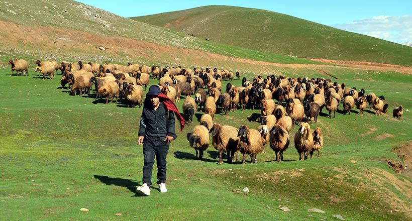 Muşlu Besiciler Çoban Sıkıntısı Yaşıyor