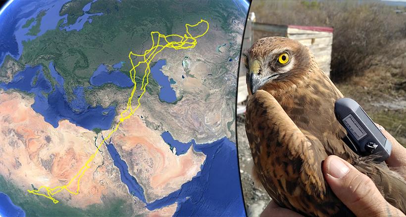 Bozkır Delicesinin Dünya Turu