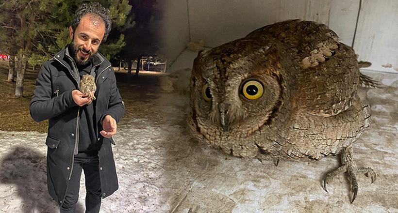 Kukumav Kuşu Tedavi Edildi