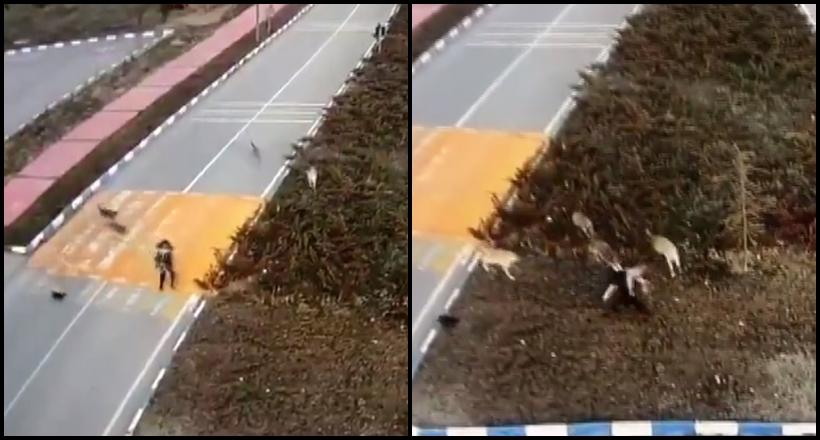 Köpekler Üniversiteli Kıza Saldırdı