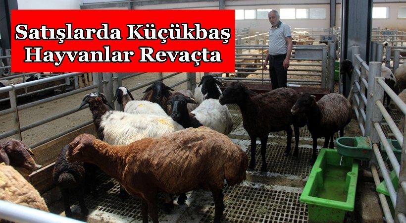 Satışlarda Küçükbaş Hayvanlar Revaçta