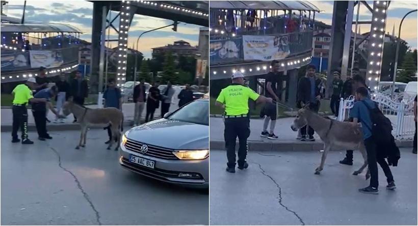 Erzurum'da İnatçı Eşek Trafiği Aksattı