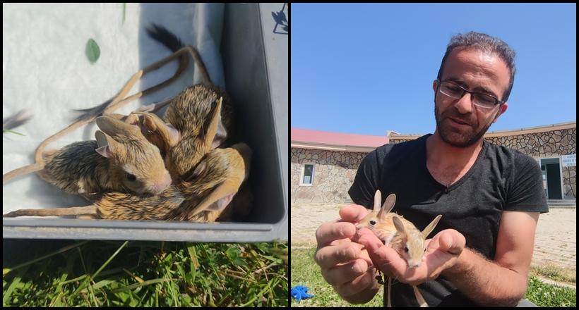Arap Tavşanlarına Polis Sahip Çıktı