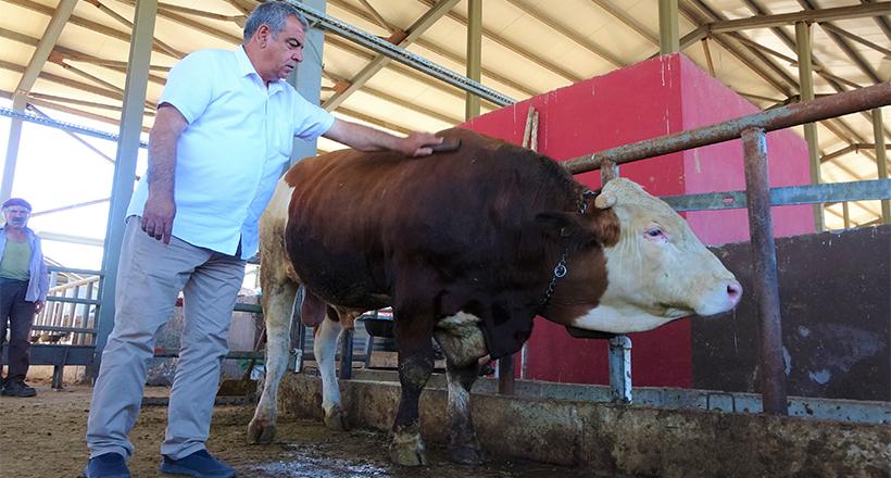 ‘Kral’ Tosunu 50 Bin TL