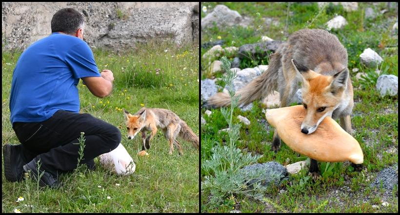 Kızıl Tilki Ekmeği Kaptı