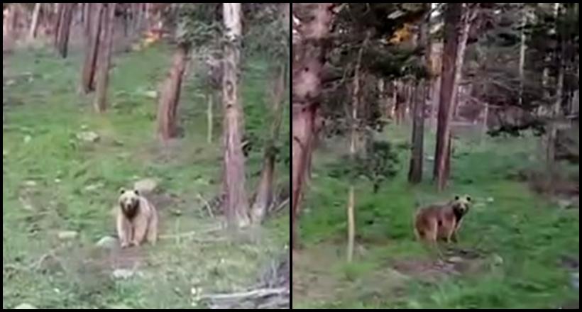 Boz Ayının 'Drone'dan Kaçışı