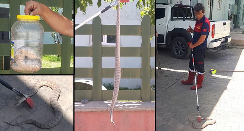 İş Yerine Giren Engerek Yılanı Korkuttu