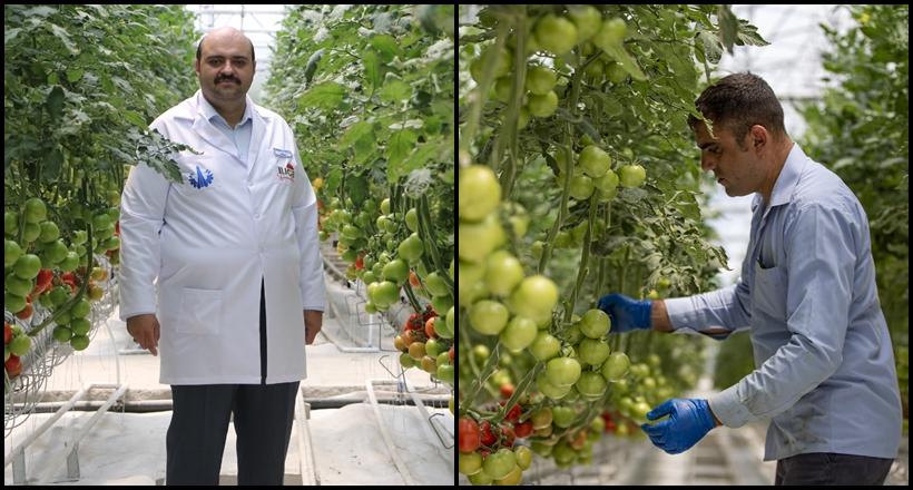 Ilıca Domatesi İçin Hasat Zamanı