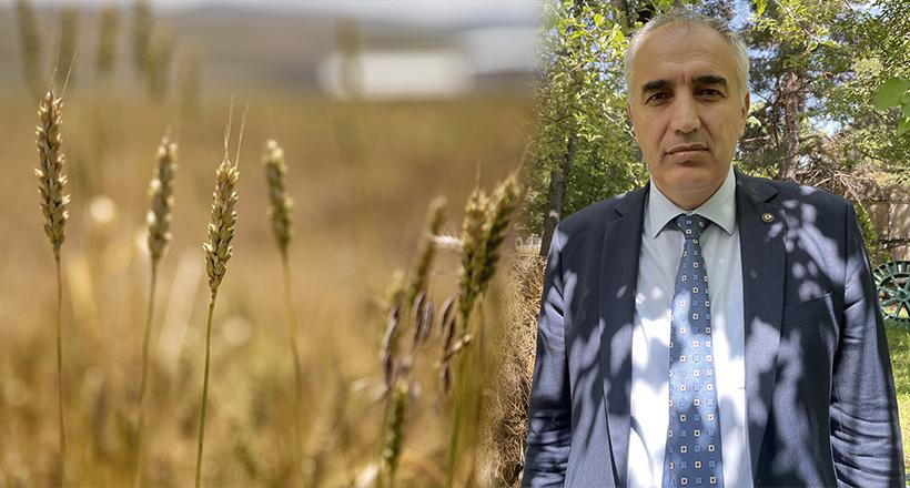 Hububatta Verim Artışı