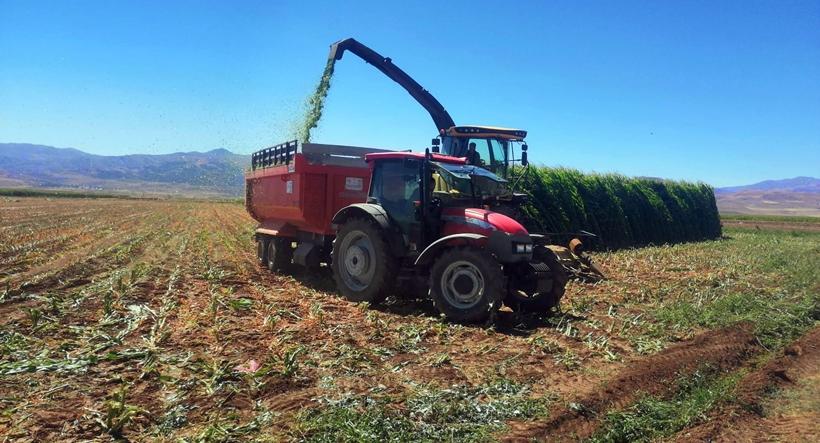 Pasinler'de Silajlık Mısır Hasadı