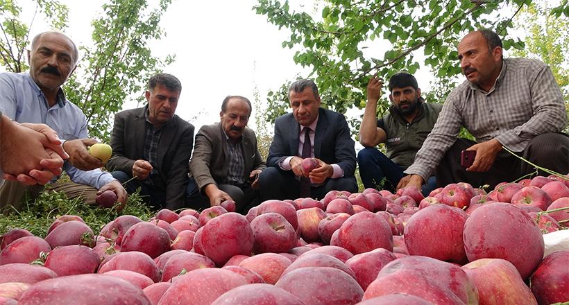 Ekşi Elmalar Yüz Güldürdü