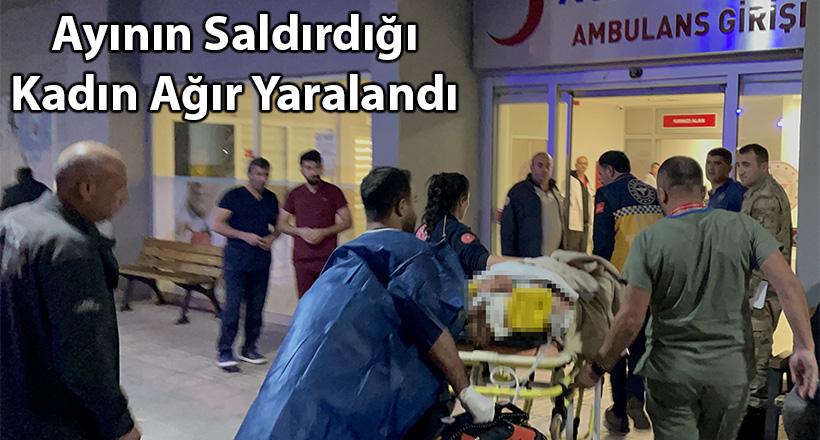 Ayının Saldırdığı Kadın Ağır Yaralandı