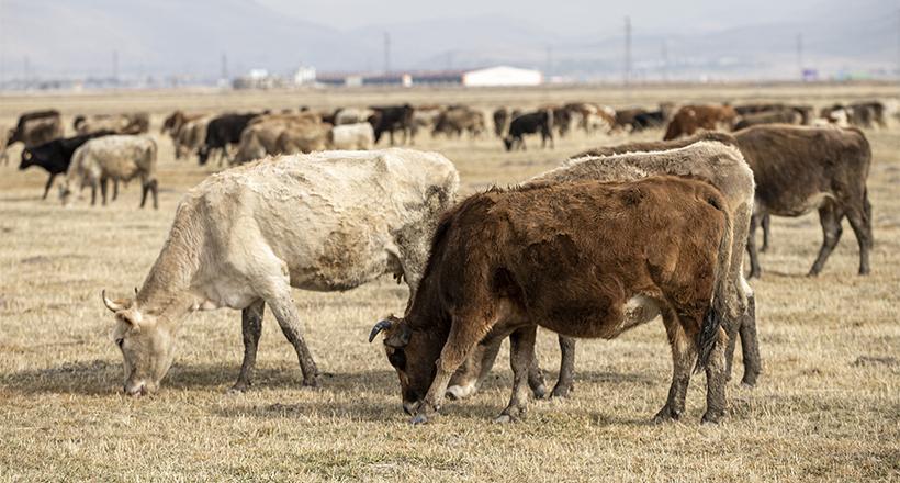 Erzurum'un Hayvan Varlığı Artıyor
