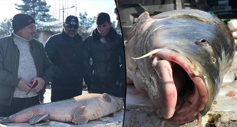 75 kiloluk dev balık tezgâhta