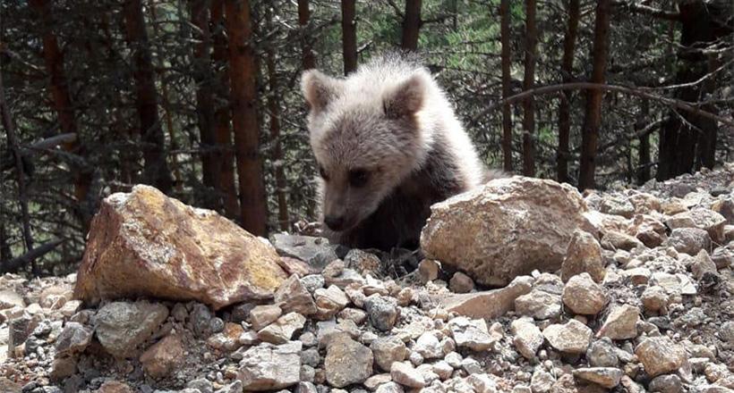 Çoban köpeklerinden zor kaçtı