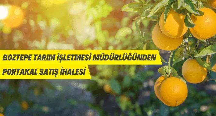 Boztepe Tarım İşletmesi Müdürlüğünden portakal satış ihalesine davet