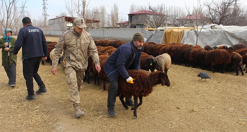 Kavurma yapılsın diye hayvanlarını bağışladılar