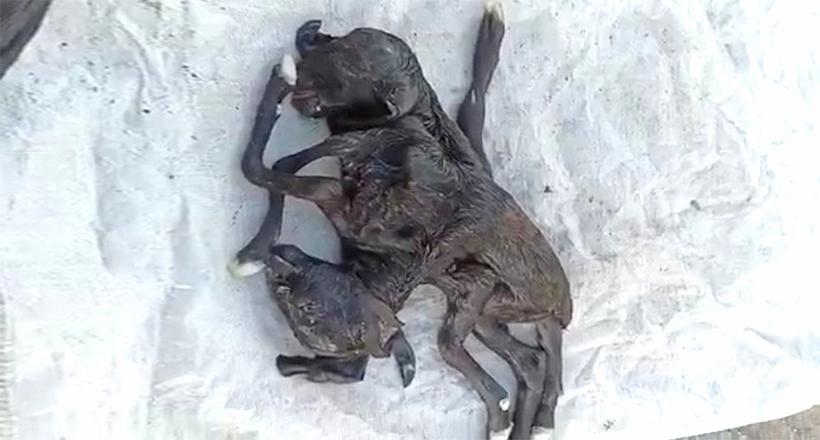 Çift başlı altı ayaklı oğlak