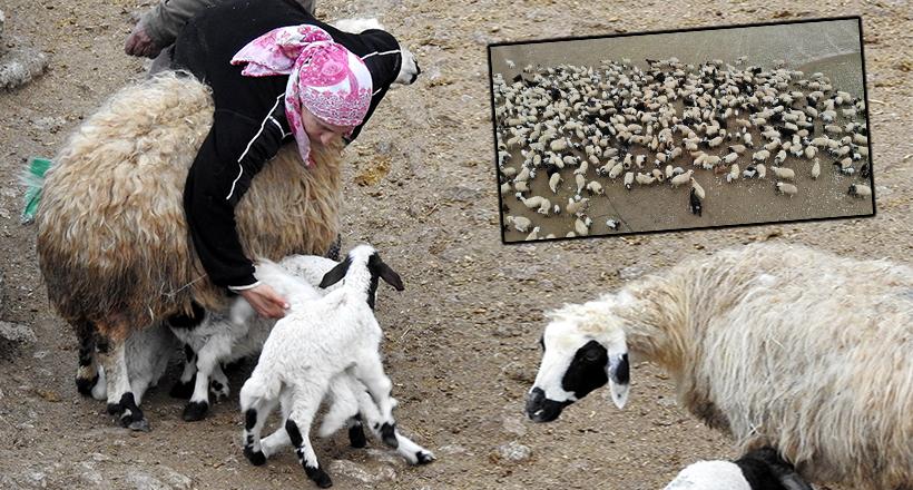 Süt kuzuları anneleriyle buluştu