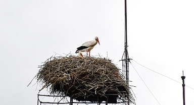 Baharın müjdecisi' leylekler gelmeye başladı