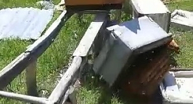 Aç kalan ayı arı kovanlarına daldı!