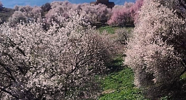 Badem ağaçları çiçek açtı
