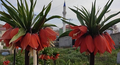 Bir aylık ömürleri olan ters laleler çiçek açtı