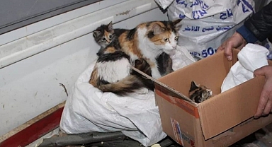 Boğulmaktan son anda kurtarıldı