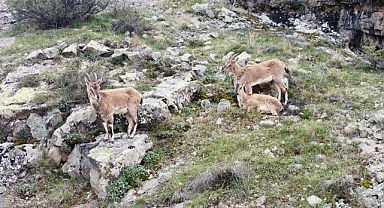 Dağların süsü