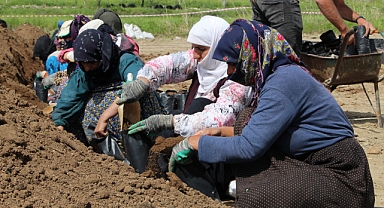 Fıstık fidanı üretim tesisi 50 kadına ekmek kapısı oldu