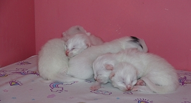 Kedi villasında doğum heyecanı