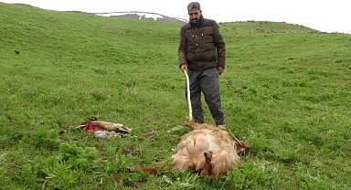 Kurtlar sürüye daldı, onlarca koyun telef oldu