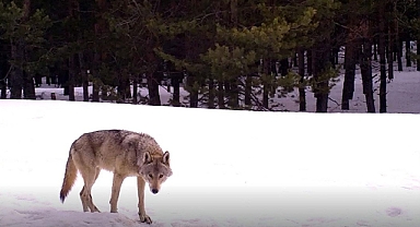 Kurtlar sürüye saldırdı, Birçok koyun telef oldu
