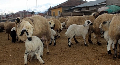 Kuzuların annelerine kavuşma anları