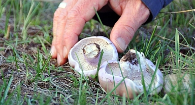 Mantar sezonu başladı