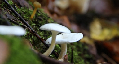 Mantar zehirlenmelerine dikkat