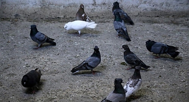 Sahibinin ömrünü uzatıyor