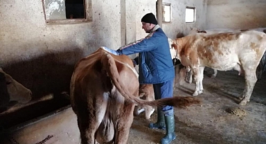 Virüsün görülmediği o ilde aşılama çalışmaları başladı