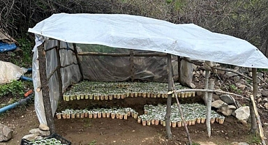 3 bin 340 kök kenevir ele geçirildi 