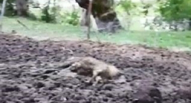 Sabah ağıla gelen besici hayatının şokunu yaşadı!