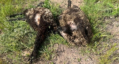 Ağıla giren kurt sürüsü, 21 koyunu telef etti