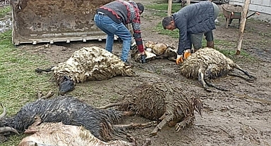  Ahıra giren kurt adeta katliam yaptı...