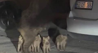 Ailecek geldiler, yiyecek aradılar!