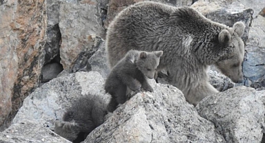 Anne ayı ve yavruları inlerinde görüntülendi