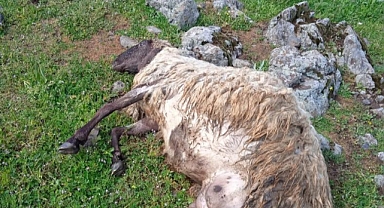 Çoban ve sürüsüne yıldırım çarptı