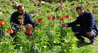 Görenler hayran kalıyor, ters lalelere yoğun ilgi