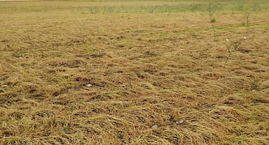 Hasadı beklerken dolu vurdu!