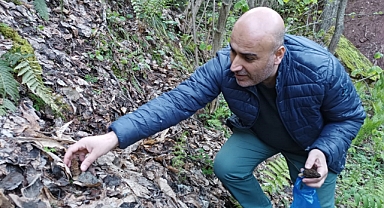Herkes peşinde ! Fiyatı altınla yarışıyor