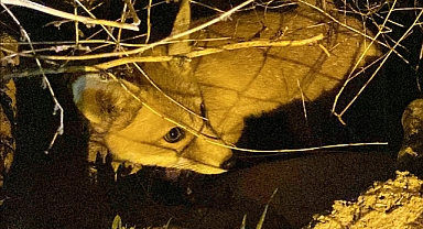 Tilki ve yavrularını elleriyle beslediler!