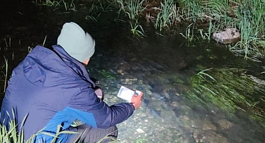 İnci kefallerinin eşsiz gece yolculuğu başladı